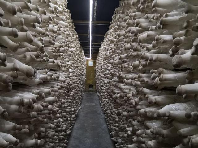 中新互聯互通項目首次投資農業領域 實業投資的創新突破